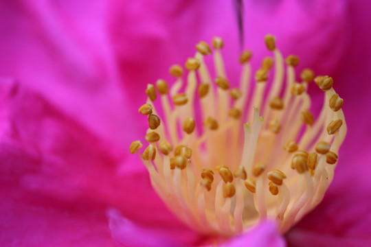 紅花黃蕊