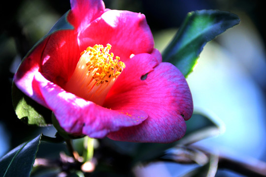 茶花