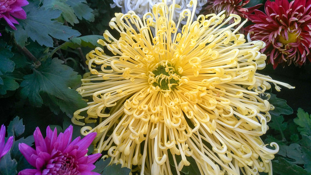 菊花