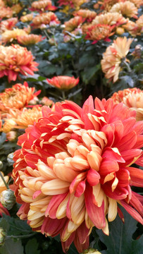 菊花