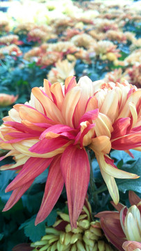 菊花