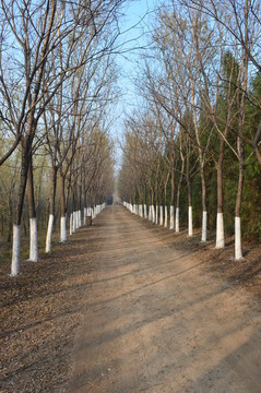 林中道路