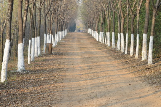 林中道路