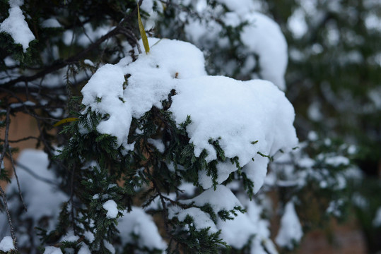 松上雪景