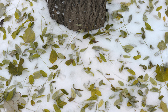 雪地落葉