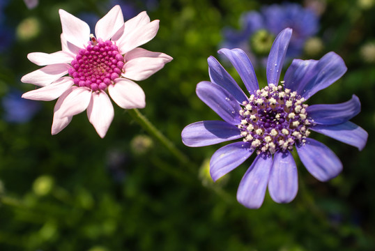 兩朵花 菊花