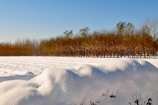北方天空 大雪 雪后田野 天氣