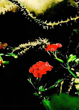 紅色花朵水彩畫