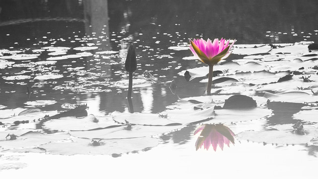 蓮花