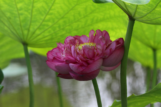荷花