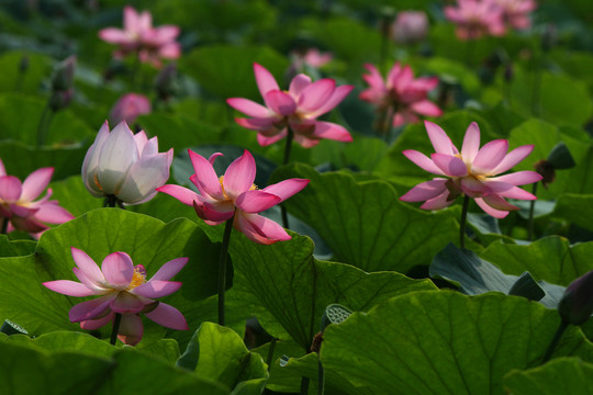 紅蓮花