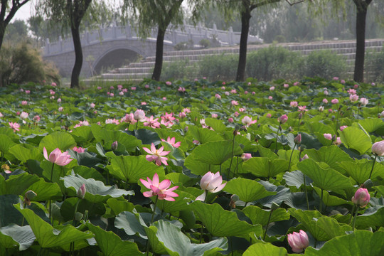 荷花