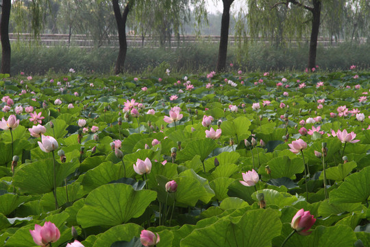 荷花園