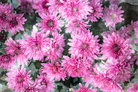 裝飾畫 花朵 TIF無分層