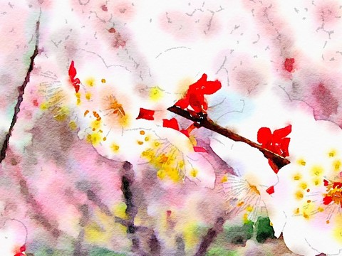 桃花 水彩畫