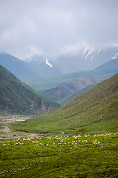 青海雪山牧場(chǎng)