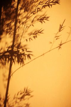 樹(shù)影