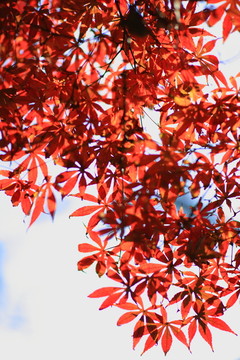 紅楓葉