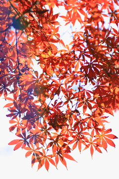 紅楓葉