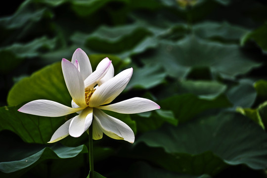 荷花