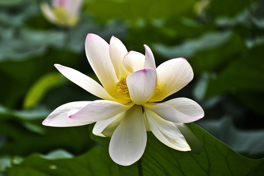 荷花