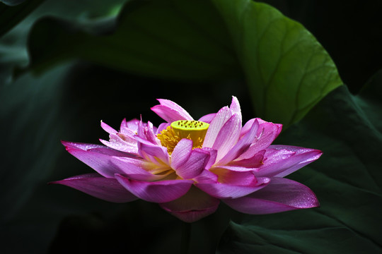 荷花