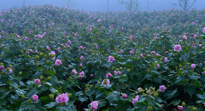 芙蓉花