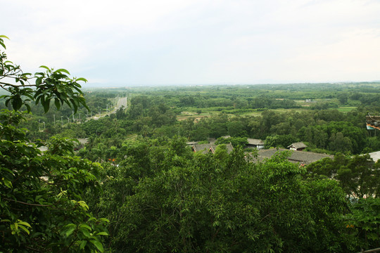 叢林 綠色植物 鄉(xiāng)村道路