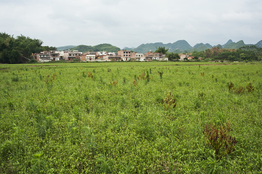 草地