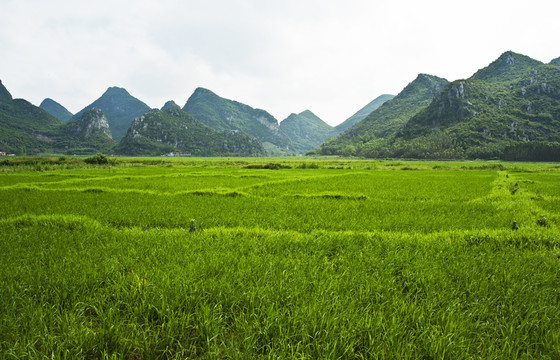 富硒生態(tài)水稻