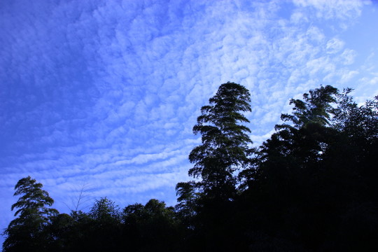 藍(lán)天竹林