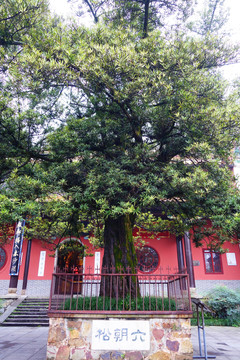 麓山寺六朝松