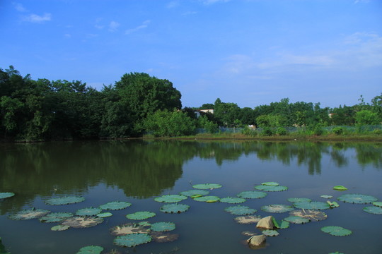 魚(yú)塘荷花