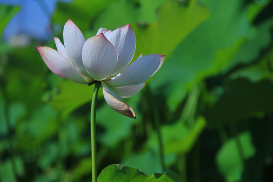 荷花