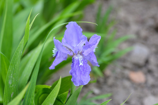 蘭花