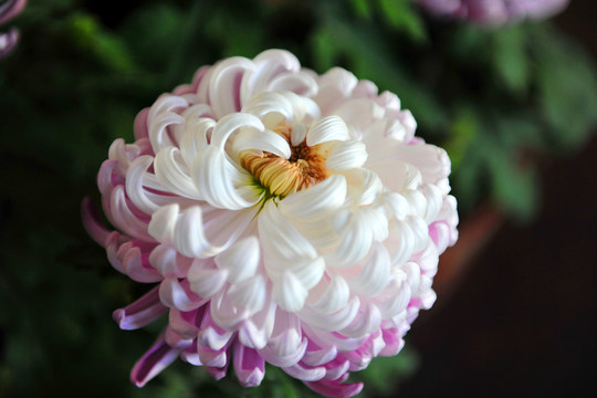 菊花