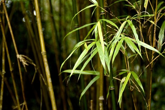 竹子 竹葉
