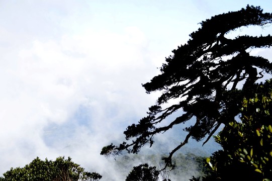 海南五指山里的松樹