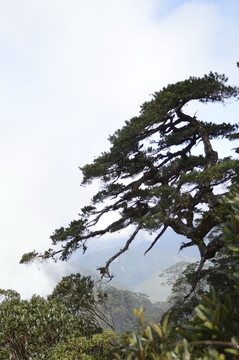 海南五指山里的松樹