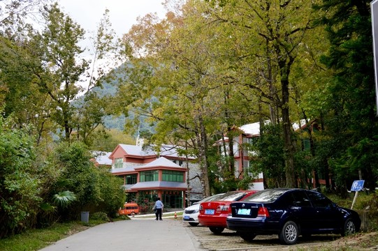 海南五指山山上的楓樹林