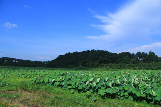 荷花池