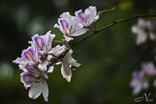 紫荊花