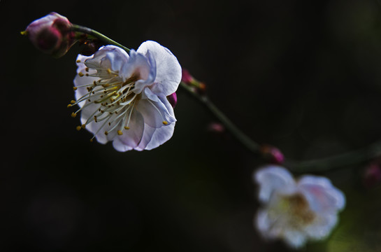 梅花