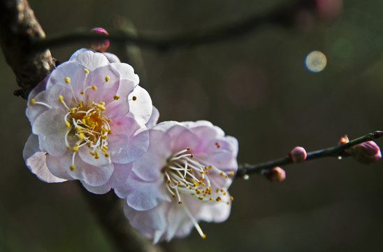 梅花