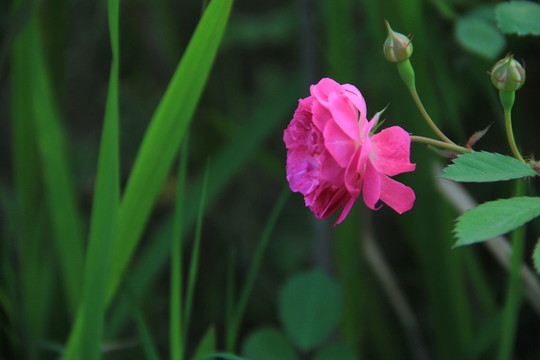 月季花