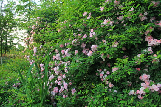 月季花花海