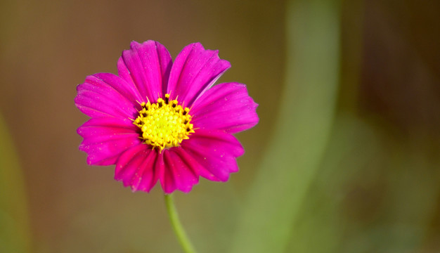 小花