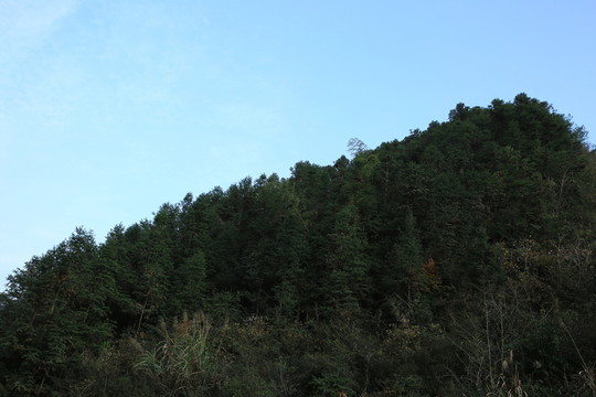 杉樹林