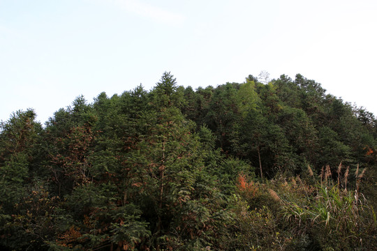杉林