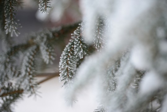 雪后的松枝